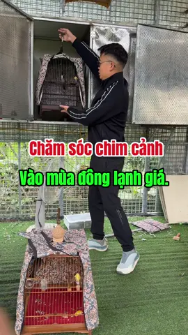 Chăm sóc chim cảnh vào mùa lạnh. #Chimcanh #gianganam #chimcanhvietnam #chimchaomao #chimvanhkhuyen 