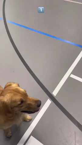 I know my dog too well #dog #dogsoftiktok #funnydog #iknowit #fypシ #dogperson #dogtok #dogviral #doggo 