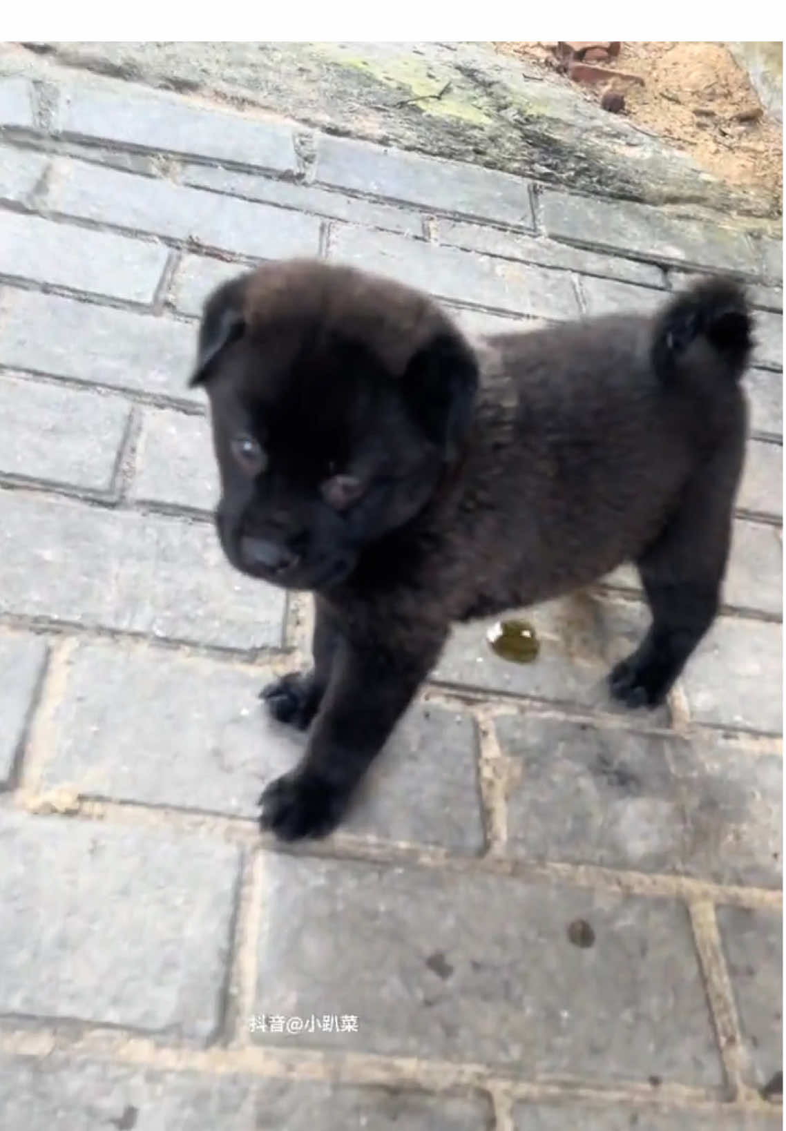 #dog #puppy #pet #cute #funny 