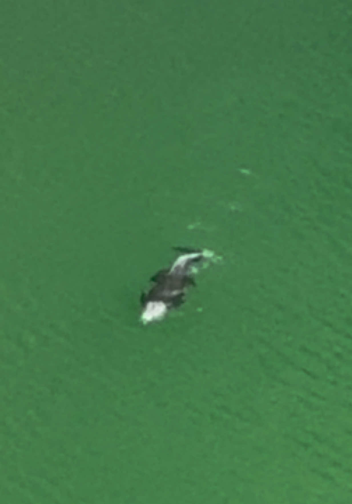 Buaya danau tolire besar  #tolire #danautolirebesar #ternate #buaya🐊 #malut 