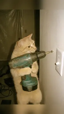 The Cat's Mischief#funnycats #funnyanimals #petvideos #cat #catsoftiktok   