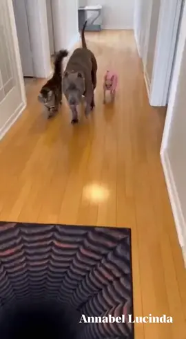 we have got to test it with someone 🤣🤣🤣😅😅😂😂😂 #fyp #viral #trend #relatable #foryou 