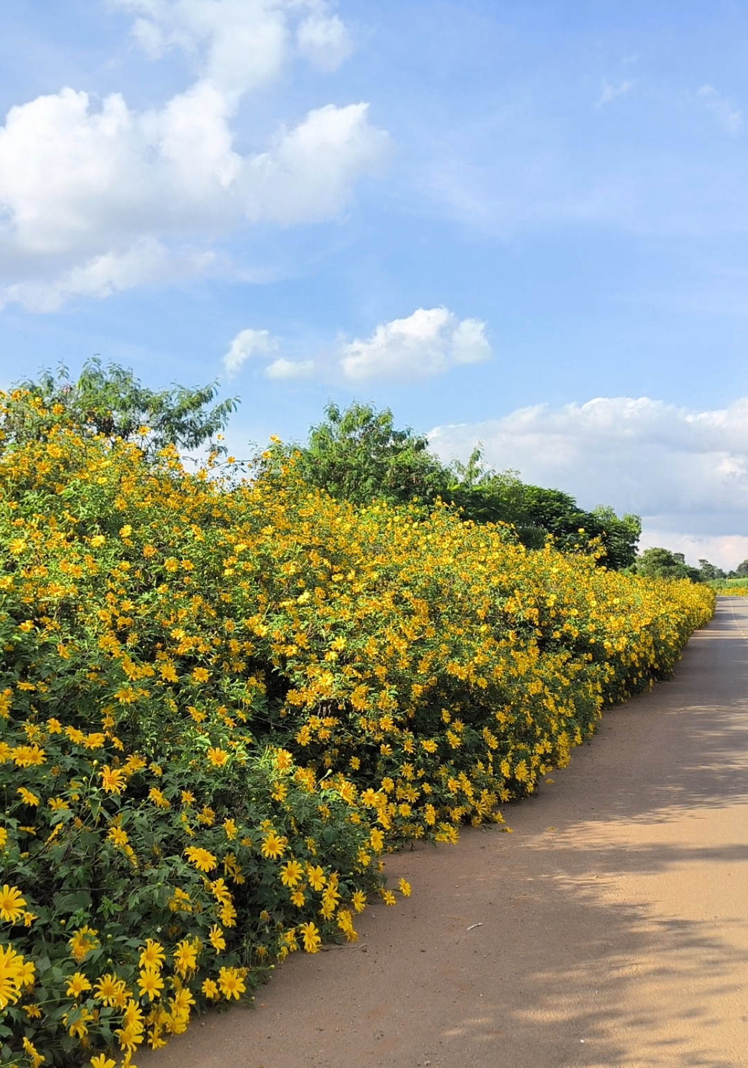 fav season /fav color /fav flower 🌻💛