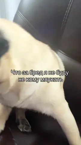 #мопс#собака#мем#жиробас #рек 