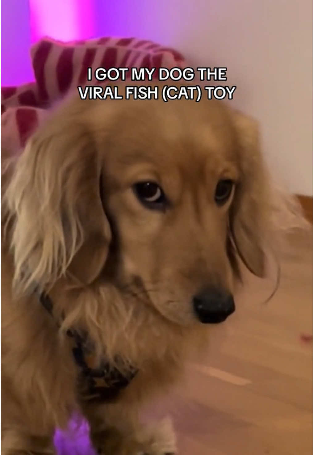 throwback to last years Xmas present 