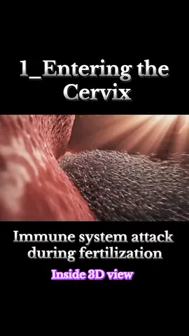 Immune system attack during fertilization#Fertilization  #ImmuneSystem  #PregnancyJourney #viraltiktok  #foryoupage 