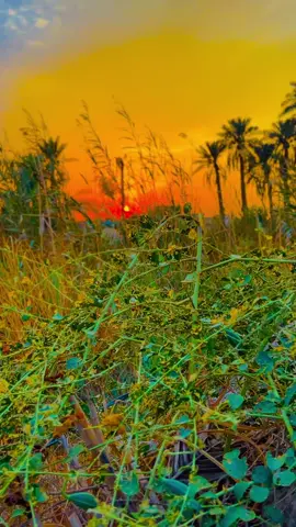 حزن كلبي💔💔#عزاره_الجياشي #شعراء_وذواقين_الشعر_الشعبي🎸 #تصويري_احترافي_الاجواء👌🏻🕊😴 #عباراتكم_الفخمه📿📌 #اعادة_النشر🔃 