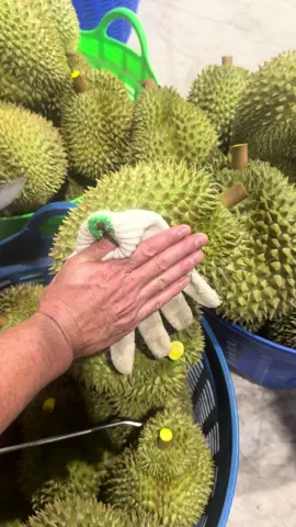 lượm hết … nha ae