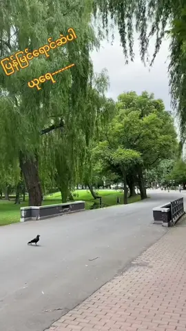 #🎸more🌹 #ယု#မွန်းအောင်#hokkaido #မြန်မာသံစဥ်များကိုချစ်မြတ်နိုးသူ 