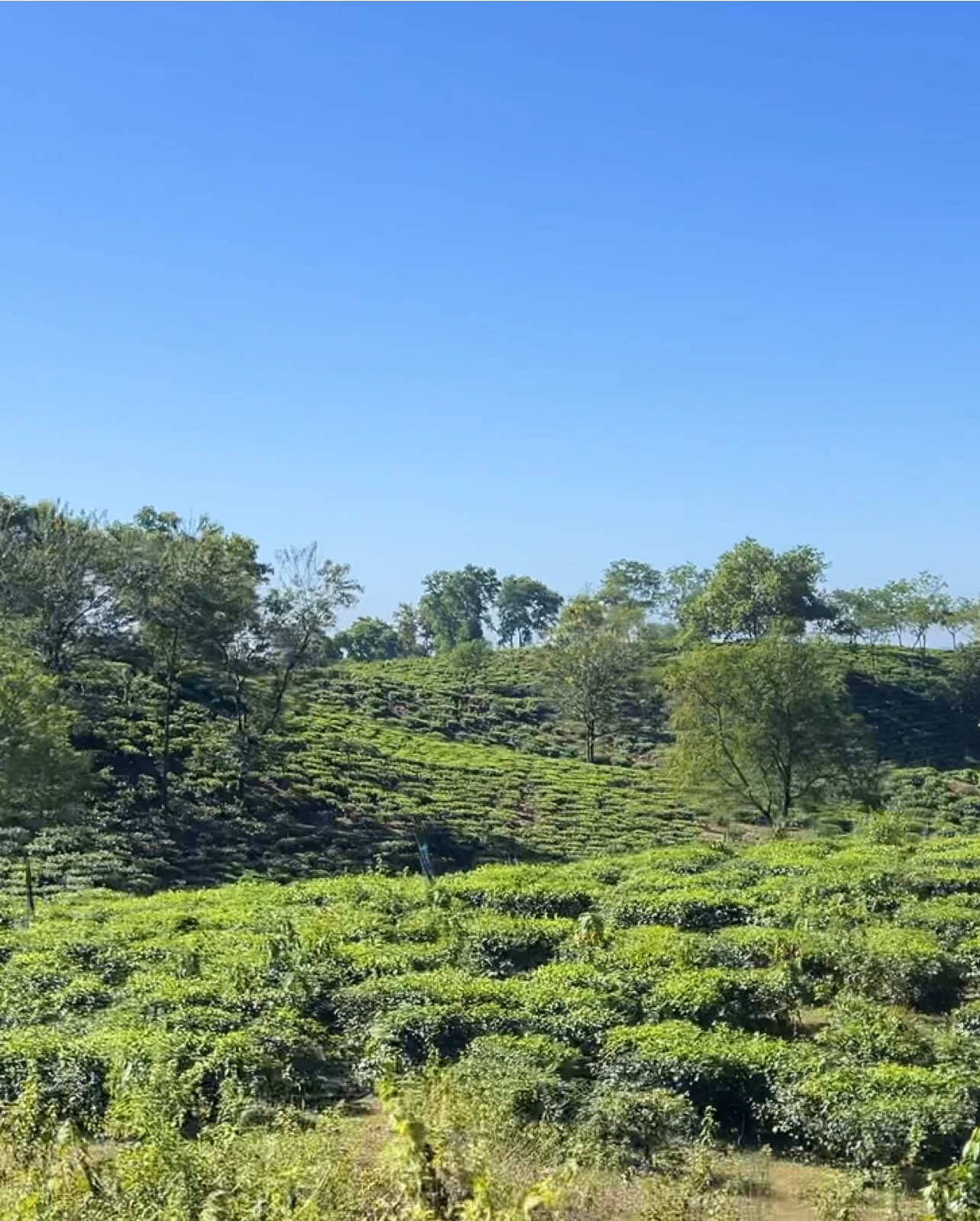 যেখানে পাহাড়, কুয়াশা আর সবুজ মিলে—সেই জায়গার নাম সিলেট।🍃💫❤️‍🩹 #Sylhet #NatureVibes #GreenRoad #ExploreSylhet #BehindTheScenes 