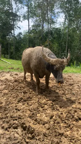 Kotor” tapi jangan main kotor🤩#torajasulawesiselatan #adukerbau #fypシ゚viral #kpts #merendahuntukmeroket 