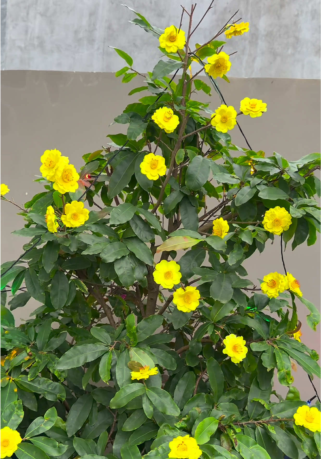 Bịch hoa mai 40 bông trang trí tết#emkieutaphoa #hoamaitrangtritet #trangtritet #hoamaitrangtri #tet2026 