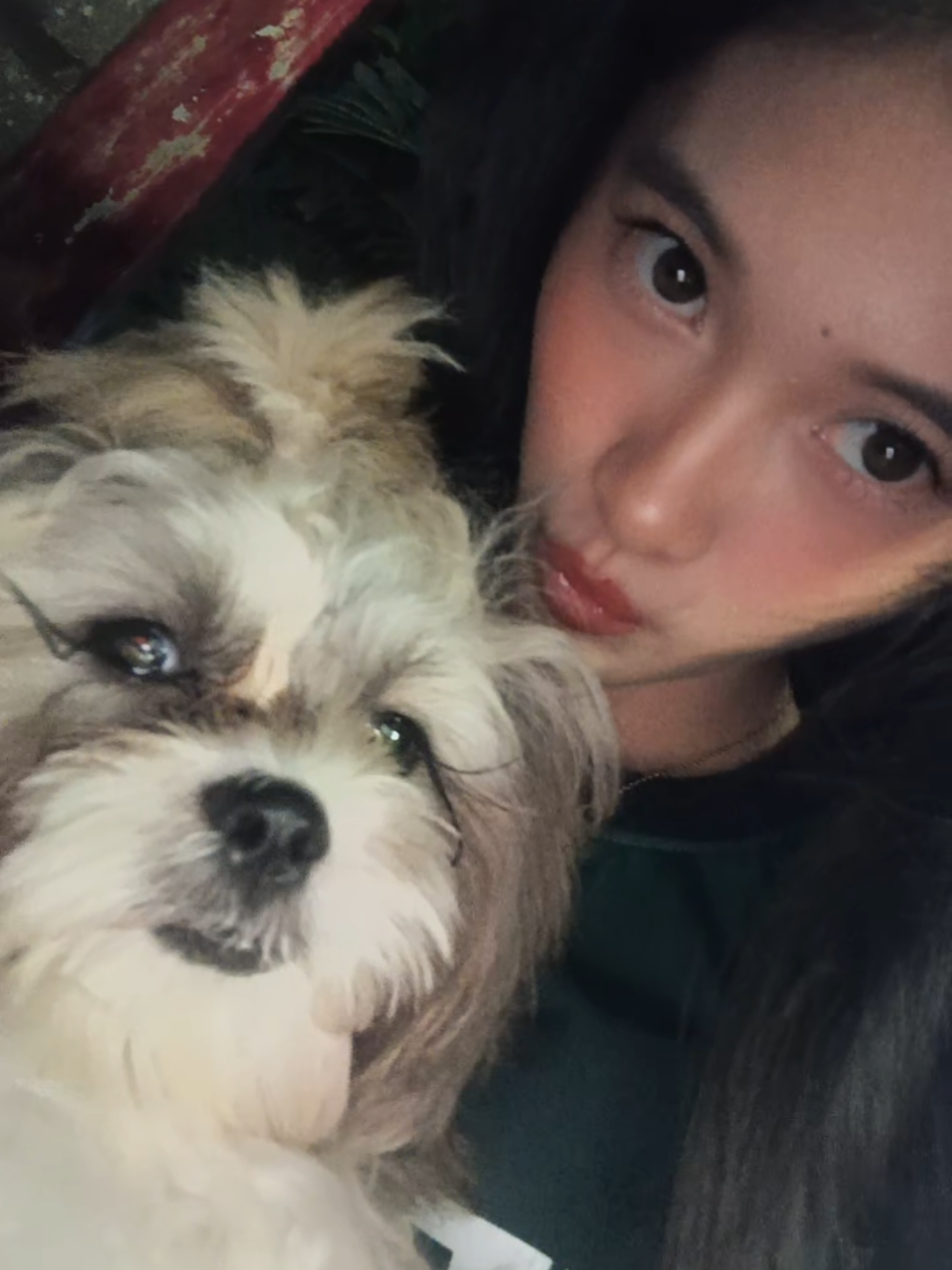 not a single thought behind those eyes  #drafts #fyp #foryou #puppy #shihtzu 