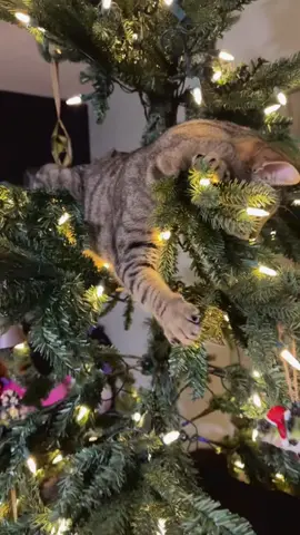 Which do you prefer: the cat or the Christmas tree?#usa🇺🇸 #christmas #cutecat #fyp #foryourpage 