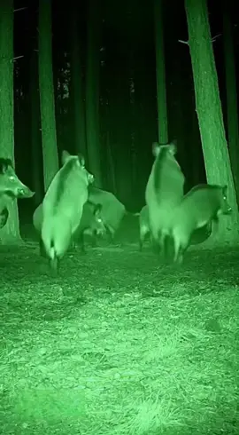 #лезгинка #кабаны #танцуют 