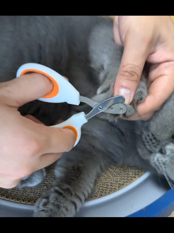 #guntingkukukucingdananjing 