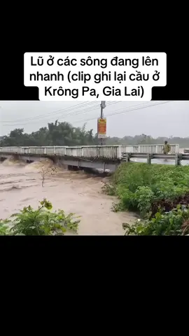 Lũ ở các sông đang lên nhanh (clip ghi lại cầu ở Krông Pa, Gia Lai) #honghotgialai #gialai #pleiku #tiktoknews #news 
