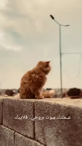 گزازك نابت بگلبي وأخاف عَليك تتعور 11/18#شعراء_وذواقين_الشعر_الشعبي🎸 #سمير #جبار #باسم 