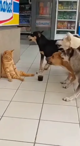 tangan gatel.. #oyen #kucinglucu #anjinglucu #funnycat #funnyvideos 