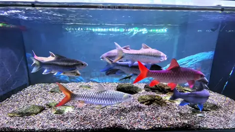 Cộng đồng mahseer #minuongngoclam #bluemahseer #biotopeaquarium #casuoi #thuyquai 