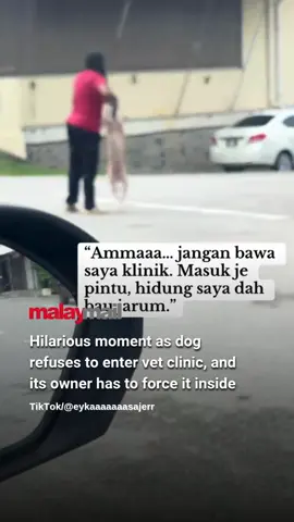 Who knew vet visits could be this dramatic? 😂