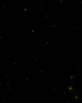 1 | قولتلك مفييش 🖤👑.' #fyp #foryou #مصمم_فيديوهات🎬🎵 #تصميمي #مجدي_الزهار 