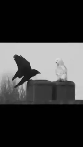 นกฮูกและอีกา : เสียงสะท้อนของความเป็นคู่  นกฮูกและอีกาเป็ภาพสะท้อนของความจริงที่ถูกแบ่งแยกเดียวกัน นกฮูกผู้พิทักษ์ความเงียบในเวลากลางคืนอาศัยอยู่ในอาณาจักรของสิ่งที่มองไม่เห็นที่ซึ่งแสงจางหายไปและความลึกลับกลายเป็นความรู้ที่ลึกซึ้ง มันแสดงถึงการปัสสนาการถอนตัวของวิญญาณพยายามที่จะเข้าใจสิ่งที่อยู่นอกเหนือสิ่งที่ชัดเจน