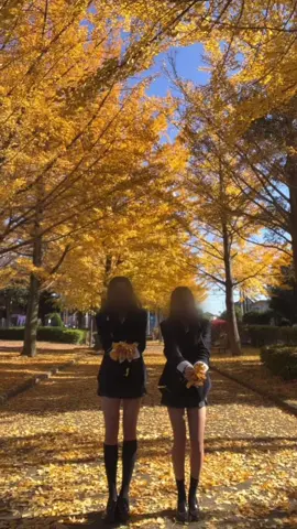 学校から近い公園イチョウめっちゃ咲いてて綺麗だった^_^✨🍁 #jk #紅葉 #イチョウ #イチョウ公園# #放課後