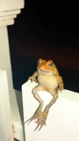 Funny frogs #funny #animals #frog #funnyvideos #fyp 