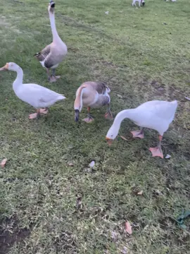 សត្វនេះខាំអត់ស្គាល់លោកទេ😭😭😭😭