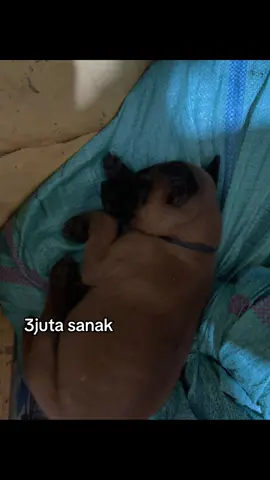 pemburu jande ini sanak#pagaralamdansekitarnya #semende_muaraenim_lahat 