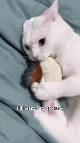 My cat new gift #catsoftiktok #flappybird #cattoys #tiktokshopblackfriday #tiktokshopcybermonday 