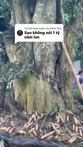 Trả lời @Bình Yên #truyềndônglưc #farm #xuhuong #nông 