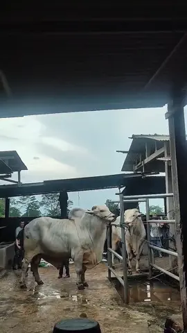 #sapijumbo #kandangmaduboyolali #boyolalitersenyum #viral #viral?fypシ 