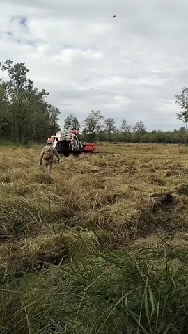 លោកប៉ានិយាយមិនខុសទេ 😔😔 #foryou #ម៉ាស៊ីនច្រូត🌾🌾🌾🌾🌾 #ច្រូតស្រូវ 