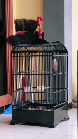 2000 aja powerr yahuuut polllll speed enak #burungcendet #cendetmaniaindonesia 