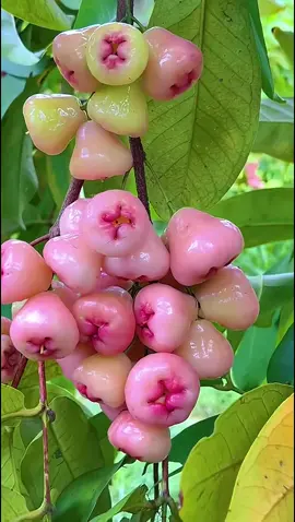 Homesickness Is Like Tea—Simple but Deep 🍃 #CountrysideLife #ChildhoodMemories #NostalgiaVibes