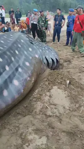 hiu tutul panjang 5.70m menepi di pantai mbayem.  karena kondisi mati akhirnya kita semanyamkan di pesisir pantai..  rabu 19 nomer 2025