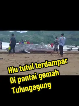 Hiu tutul terdampr di pantai gemah tulungangung Perkiraan panjang 8 mtrn #hiututul  #hiuterdampar  #pantaigemah  #infotulungagung 