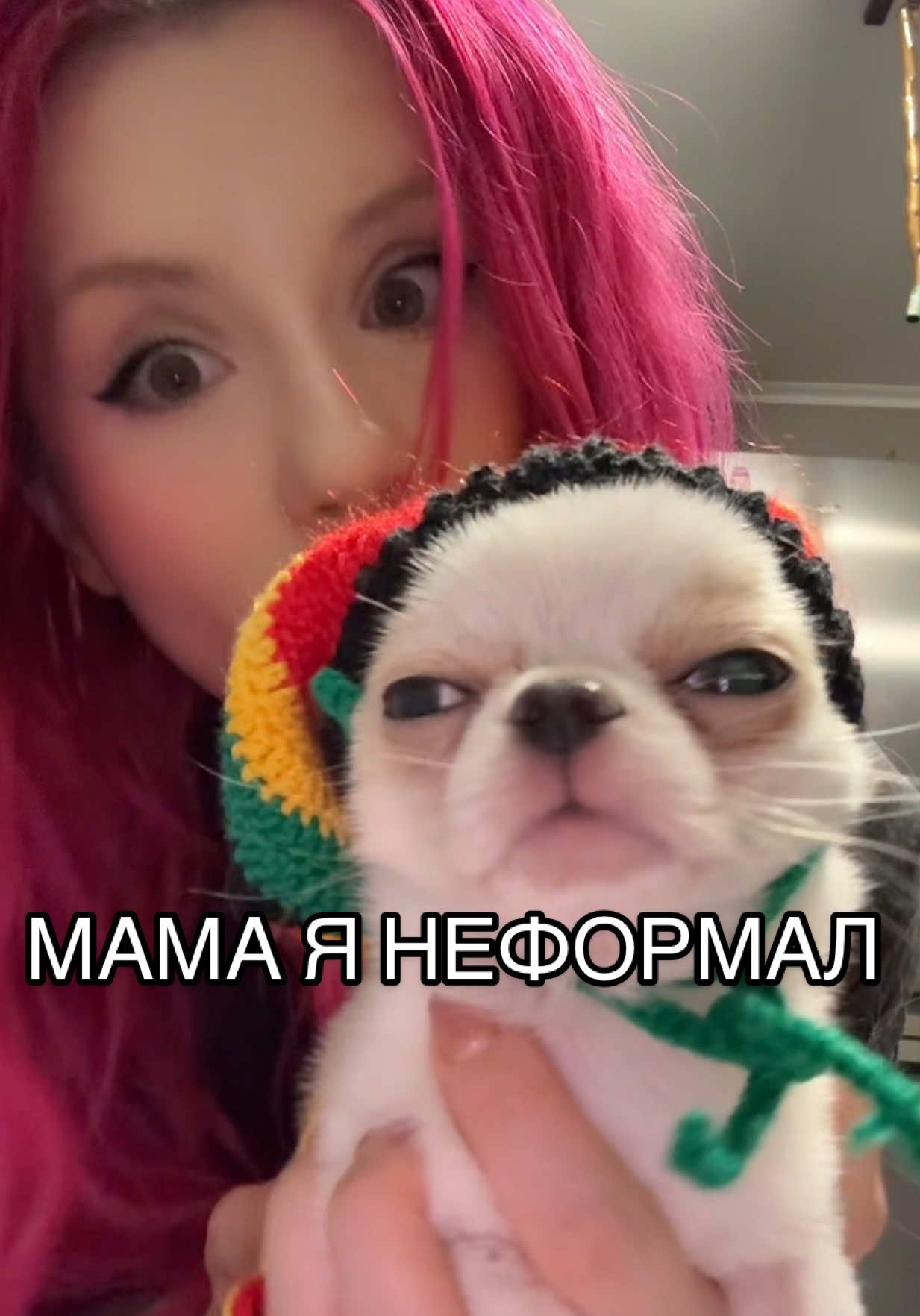 В КОНЦЕ АСМР #Чихуахуагриша #гришачихуахуа #чихуахуамини #миничихухуа 