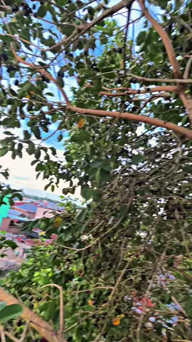 #CapCut #bugis #bone #buahcoppeng 