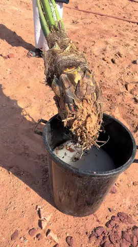 #نخيل_للبيع #نخيل_مثمر_بجميع_انواعه_ومقاسته_المختلفه #المملكة_العربية_السعودية #تكريب_النخيل🌴🌴🌩🌦🌥👍 #القصيم_بريده_عنيزه_الرس_البكيرية 