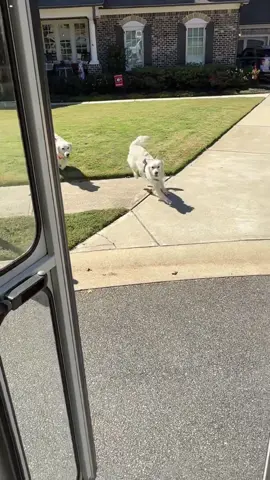 It’s not just daycare — it’s his happy place.🐕#dog #dogdaycare #happydog #fyp #doglover 