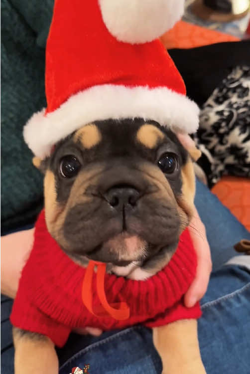 Christmas outfits for dogs. #dog #funnydog #foryou #fyp #dogsoftiktok