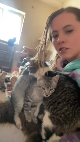 #catsoftiktok #pisicitiktok #pentrupisici #straycats #pisici 