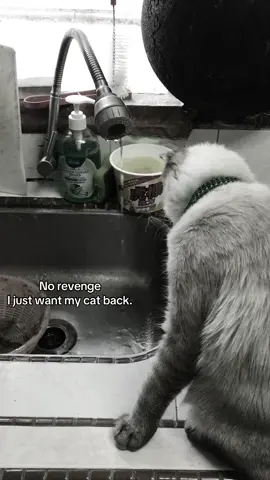 Rindu nye..💔 #fyp #xybca #masukberanda #kucing #fyppppppppppppppppppppppp 