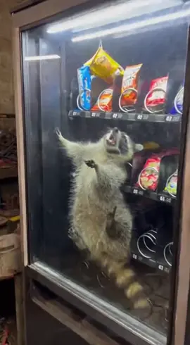 how can i get in there 🦝 #treanding #top #videoviral #hot 