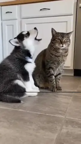 Try not to laugh when you watch 😂😂😂  #funny #dog #animals #funnyvideos #cat 