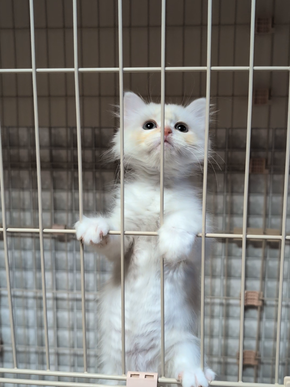 マンチカン♂　忍者猫なり〜🐱 #ねこ  #子猫  #マンチカン #猫好きさんと繋がりたい 