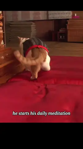 The Cat Who Became a Monk #cat #monk #temple